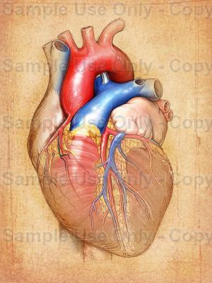 The human heart really is an interesting shape non human heart tattoo