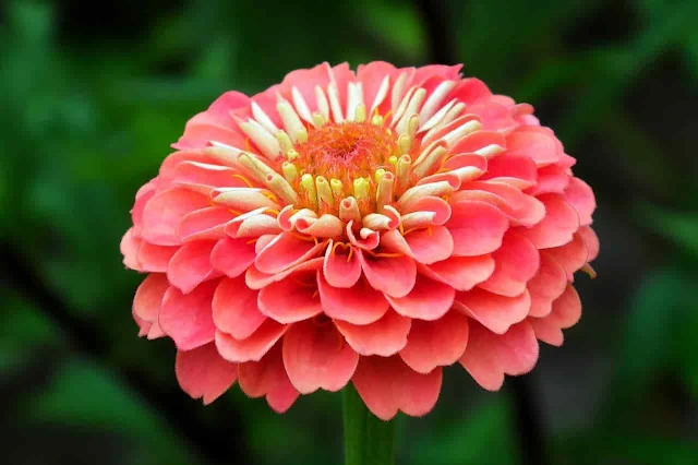 The best way to Planting, grow and care of zinnia flower.