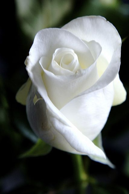 Kumpulan Galeri Gambar Bunga Mawar Putih Tercantik ...