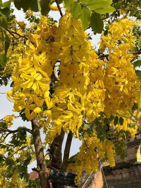 Cássia-imperial ou Chuva de Ouro (Golden Shower Tree)