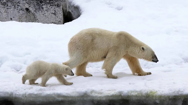 Polar Bear