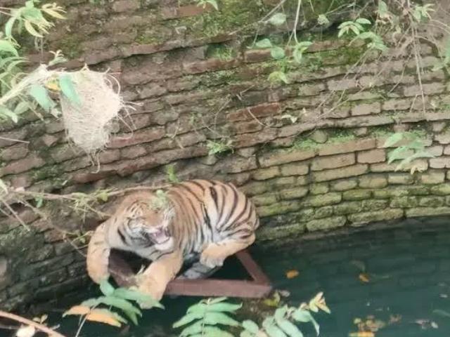 Tiger in a well near Pench national park