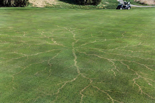 A 'Lichtenberg Figure' on a golf course.