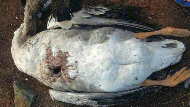 В Бразилии нечто убило шестьдесят уток и гусей, аккуратно вынув сердце