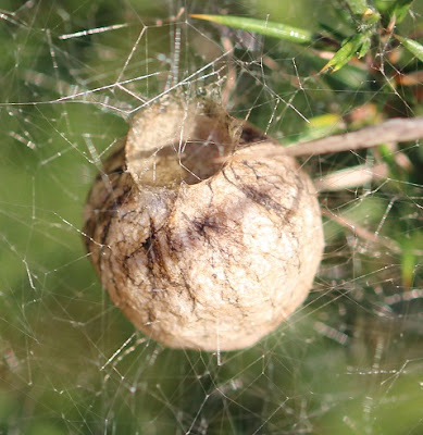 Nido de Argiope bruennichi