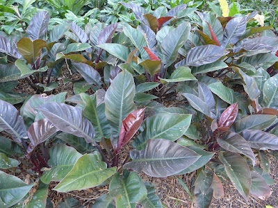 Philodendron Imperial Red care