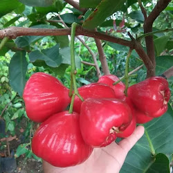 Bibit Pohon Jambu Air Red Taiwan Stok Sangat Banyak Super Unggul