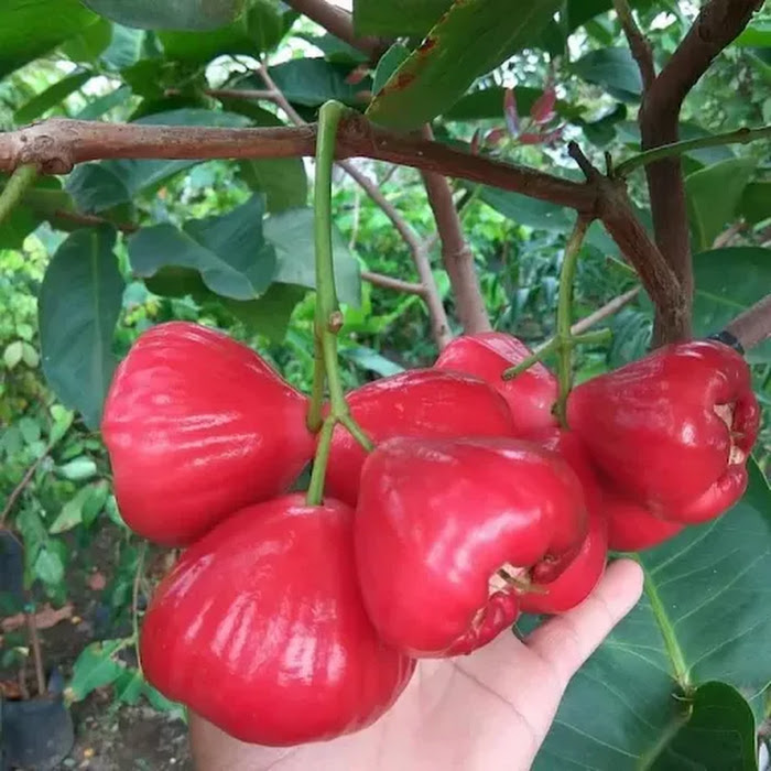 Bibit Jambu Air Red Taiwan