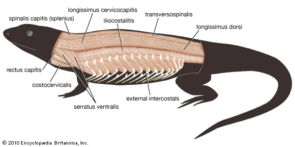 Sistem Muskular Pada Reptil