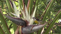 White Bird Of Paradise Tree