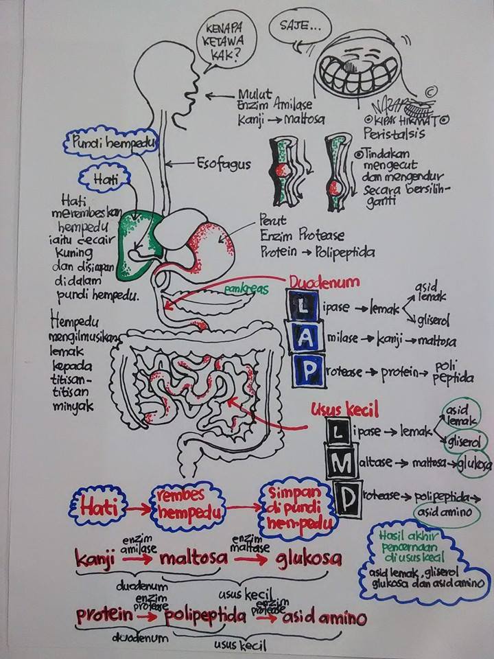 Formula Hikmat Enzim Dalam Sistem Pencernaan Manusia.