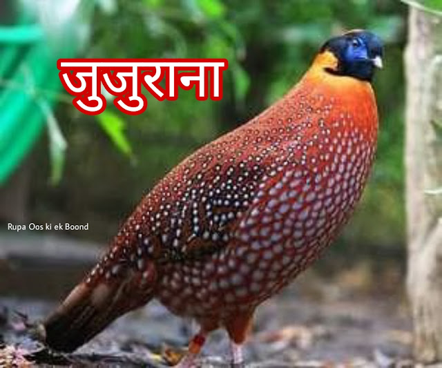 हिमाचल प्रदेश का राज्य पक्षी (State Bird of Himachal Pradesh) ||  जुजुराना (Tragopan melanocephalus)(WesternTragopan) ||