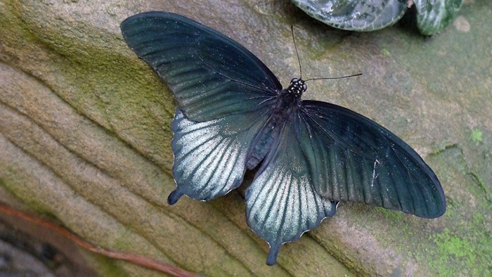 butterfly-exhibition1