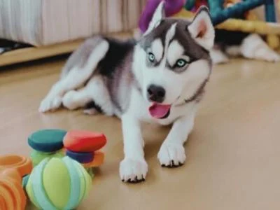 siberian husky puppy with toys