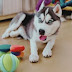 10 Must-Have Products for Siberian Husky Owners