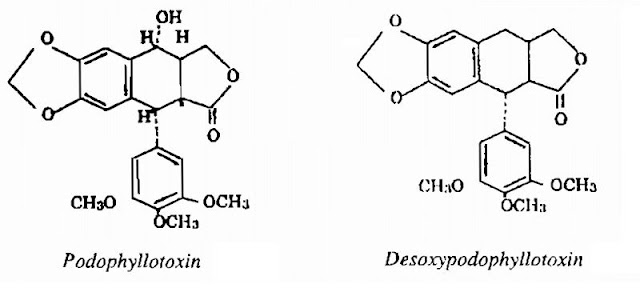 Thành phần hóa học Bát Giác Liên - Podophyllum tonkinense - Nguyên liệu làm thuốc Đắp vết thương Rắn Rết cắn