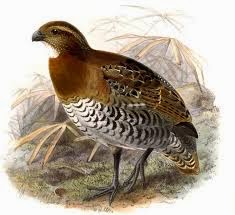 Tawny Faced-quail
