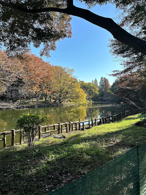 井の頭公園の紅葉2023