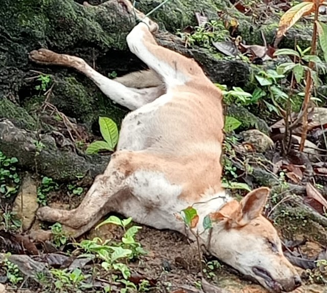 Anjing Gila Yang Menggigit Belasan Warga Pematang Panjang, Berhasil Dilumpuhkan Warga