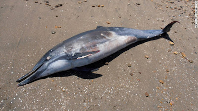 Cientos de delfines arrastrados hasta las costas peruanas murieron por causas naturales