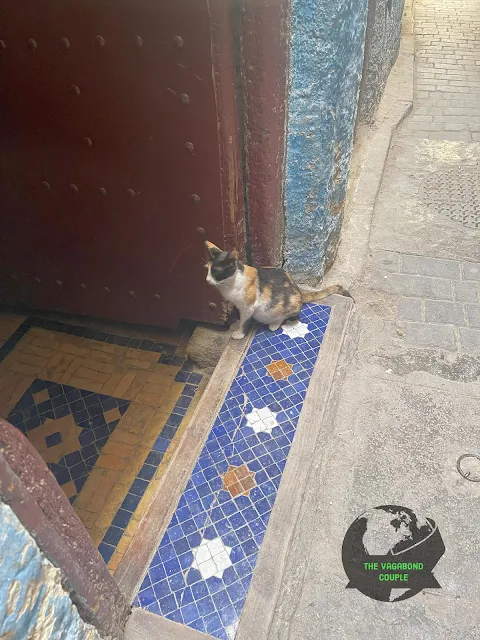 Cat at Fes el-Bali, Medina of Fez