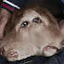 Un ternero con dos bocas y cuatro ojos sobrevive al parto