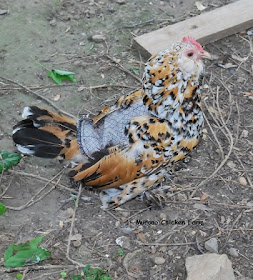 chicken wearing a saddle or apron.