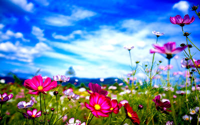 SPRING HD WALLPAPERS  03