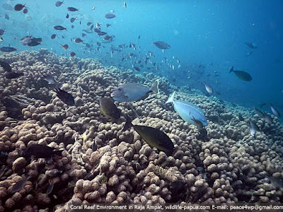 Marine Life in Yenbuba strait between Kri and Mansuar islands