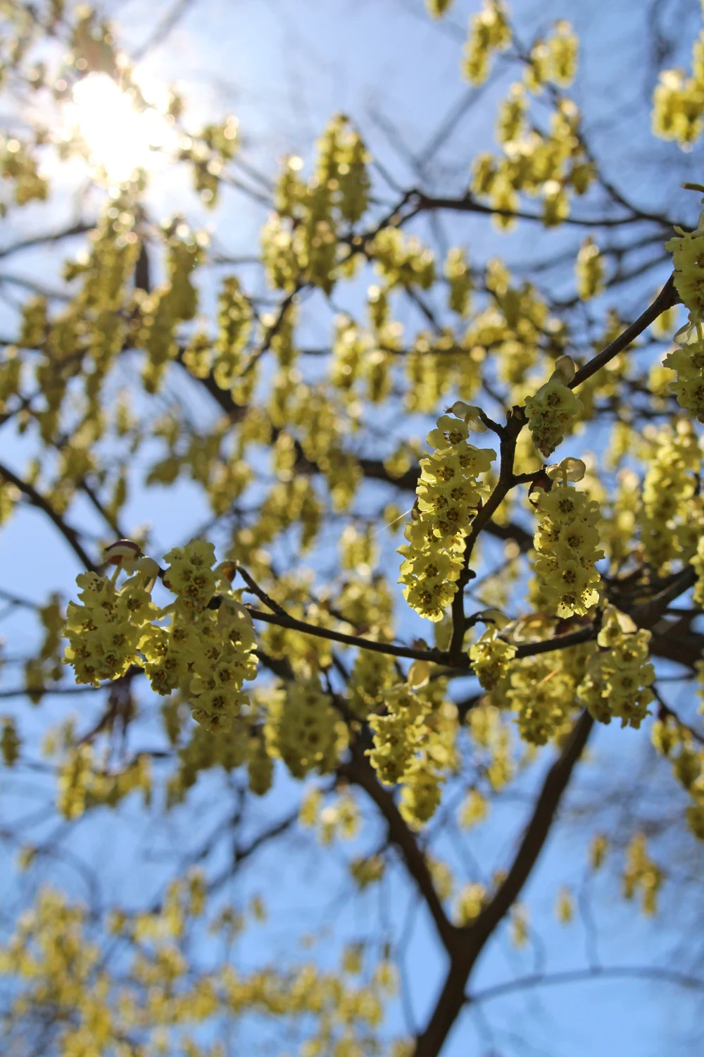 Berlin Botanical Garden in spring - travel & lifestyle blog