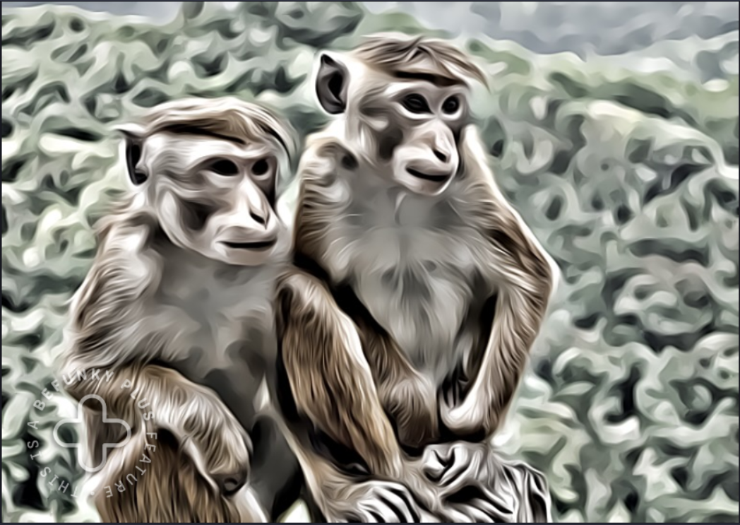 Two pet monkeys
