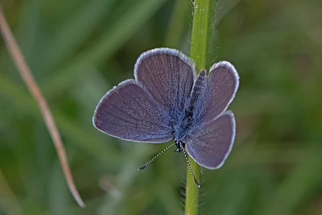 Cupido minimus the Small Blue butterfly