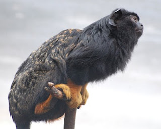 red handed tamarin