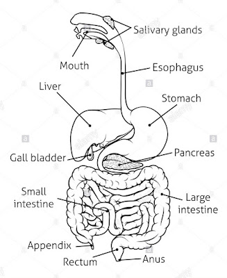 Diagram of digestive system | Simple digestive system diagram | Digestive system easy