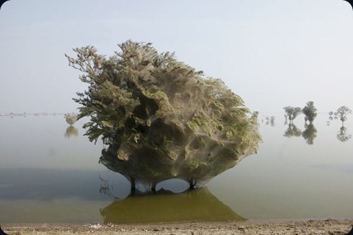 Spider cocoons in Sindh 10