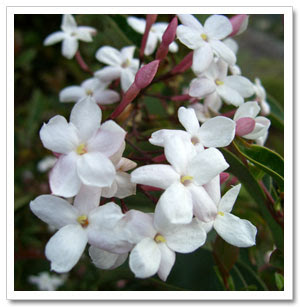 Jasmine Flower Picture