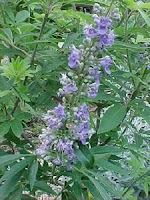 gattilier-Vitex agnus castus