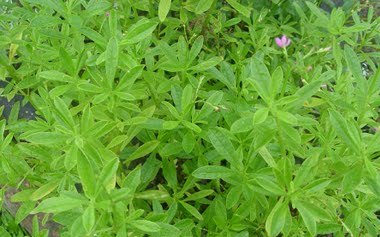 ARNAB PONTIAN: Khasiat Ginseng Jawa