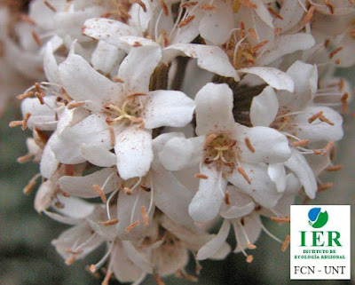 Afata (Cordia trichotoma) flores