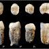 За пръв път изследват оригиналните вкаменелости от "Пекинския човек"
