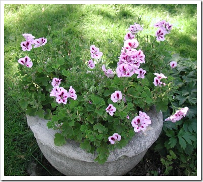 pelargonium-peltatum