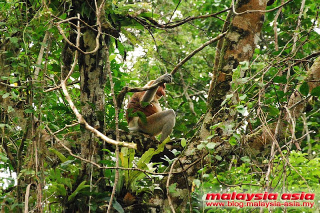 Proboscis Monkey Male