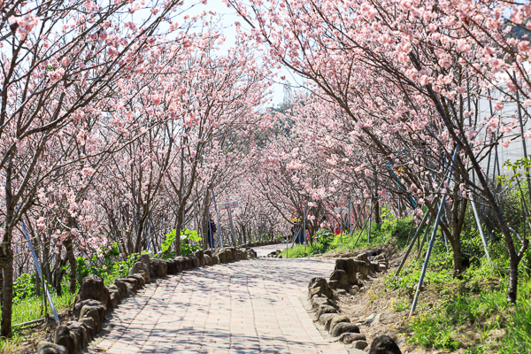 櫻花鳥森林上千棵櫻花結合蜀葵花、小火車、露營、美食、鸚鵡放飛秀