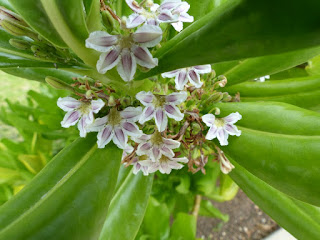 Veloutier vert - Manioc bord de mer - Scaevola taccada