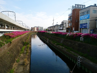 寝屋川沿いのつつじ