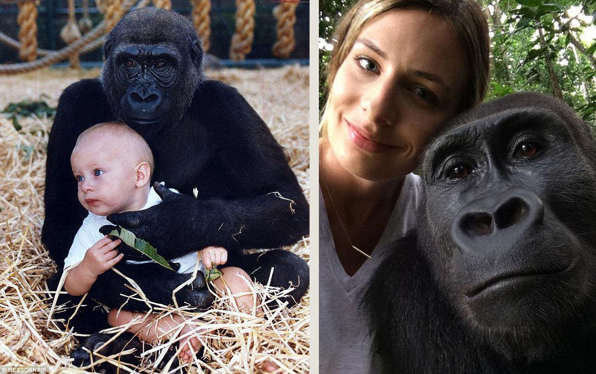 This Woman Grew up Raising Gorillas. Their Reunion 12 Years Later Will Touch Your Heart