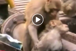 بالفيديو حيوانات تنقذ بعضها البعض بشكل لا يصدق