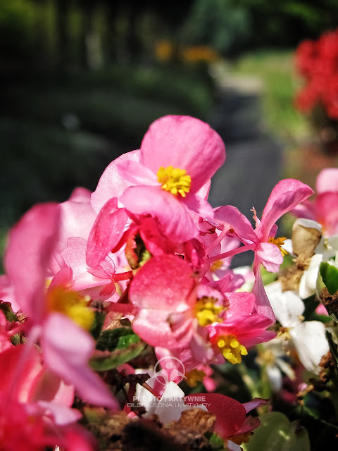 Arboretum w Stradomii - kolekcja kwiatów
