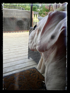 Diesel the dog looking out his patio window not realizing his own reflection is staring back at him.