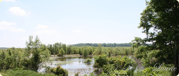 pond